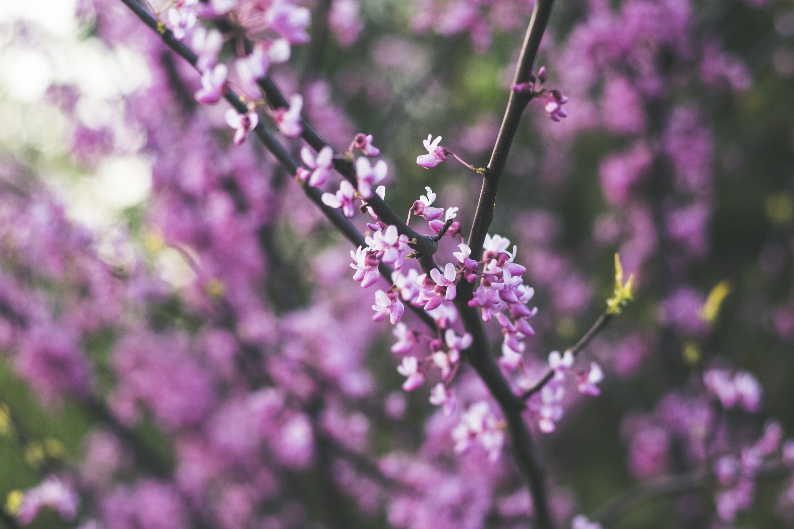 Seasonal Allergies are not Just in the Spring